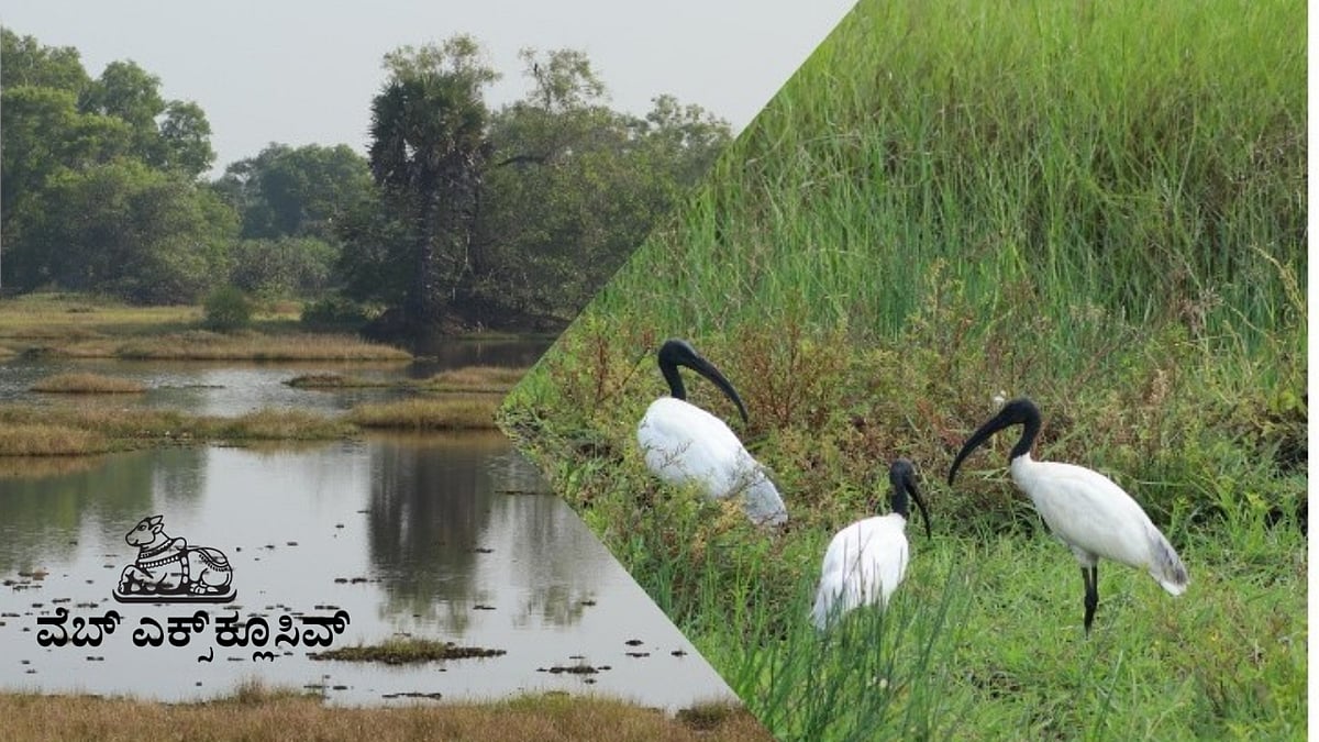 Web Exclusive | ಉಡುಪಿಯ ಮಲ್ಯಾಡಿ ಪಕ್ಷಿಧಾಮ: ಕ್ಷೀಣಿಸಿದೆ ಬಾನಾಡಿ ಇಂಚರ