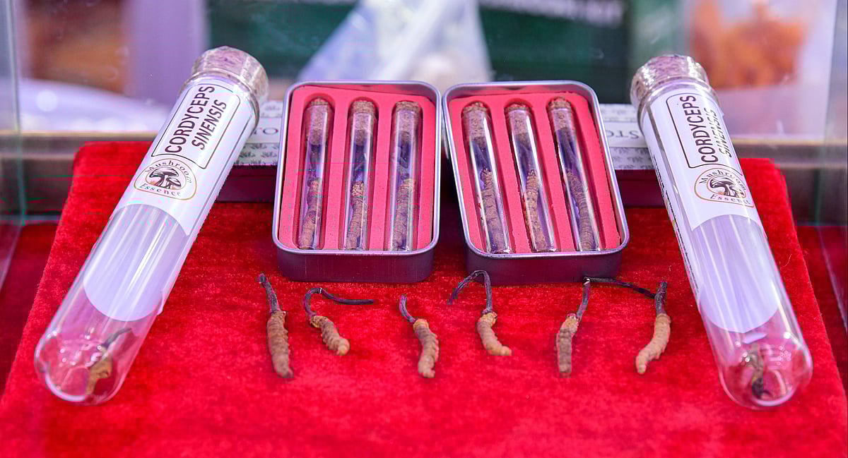 ಹಣ್ಣುಗಳ ಮೇಳದ ಆಕರ್ಷಣೆ: ಯರ್ಸಗುಂಬ ಅಣಬೆಗೆ ₹15 ಲಕ್ಷ!