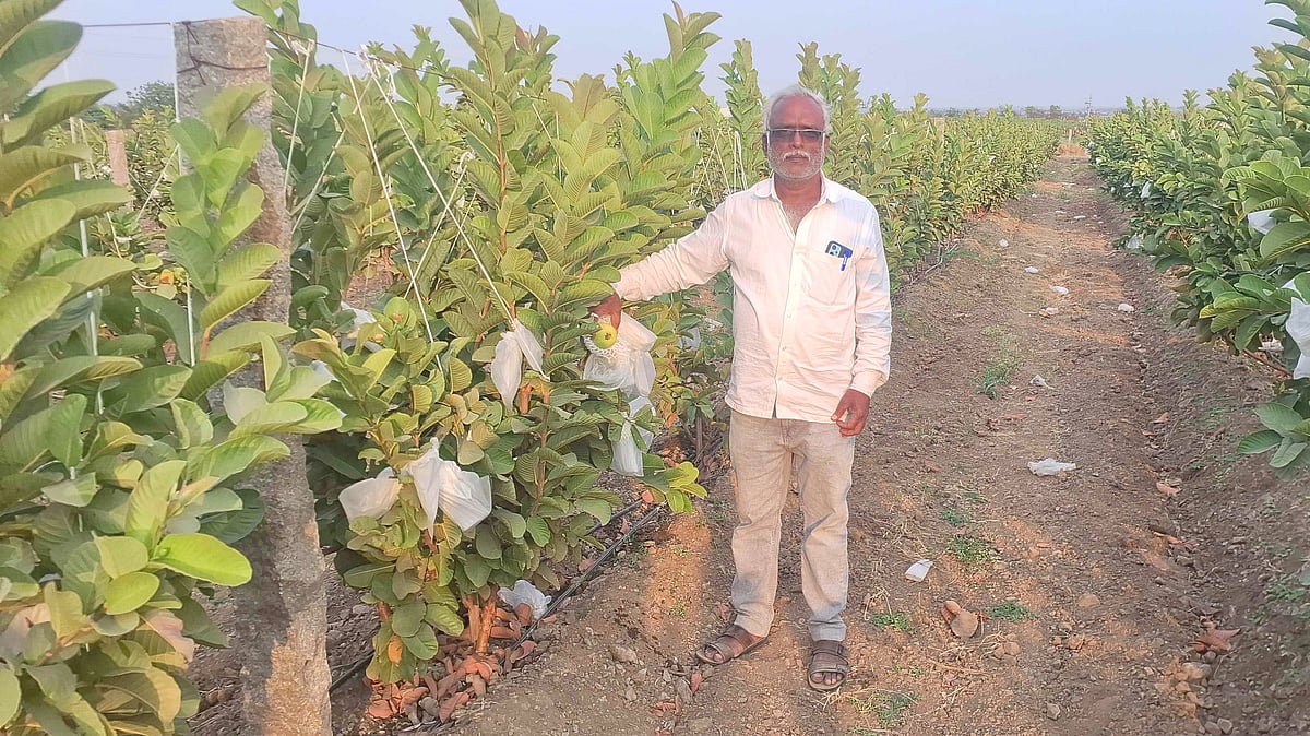 ಜಪಾನಿಸ್ ರೆಡ್ ಡೈಮಂಡ್ ಪೇರು ಬೆಳೆದು ಲಾಭ ಕಂಡ ತಿಕೋಟಾ ರೈತ