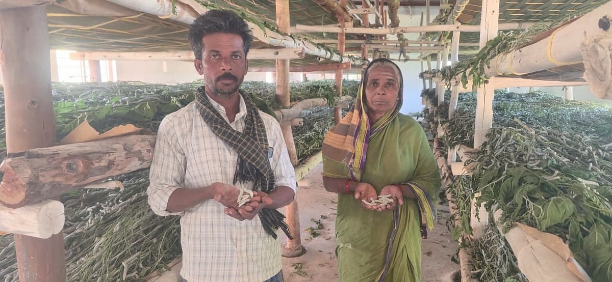 ಕೀಟನಾಶಕ ಸಿಂಪರಣೆ: ಸತ್ತುಬಿದ್ದ ರೇಷ್ಮೆ ಹುಳು 