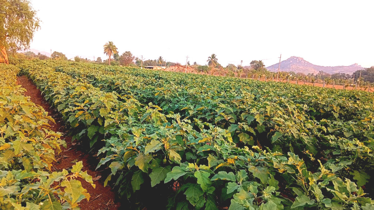 ರಾಂಪುರ ಬದನೆಕಾಯಿ ಬೆಳೆ