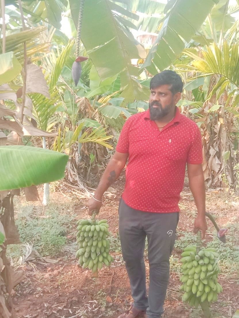 ಅಂಚಟಗೇರಿಯ ಯುವ ರೈತ ಅಶೋಕ ಫಿರೋಜಿ ಅವರ ಬದುಕು ಹಸನಾಗಿಸಿದ ಏಲಕ್ಕಿ ಬಾಳೆ