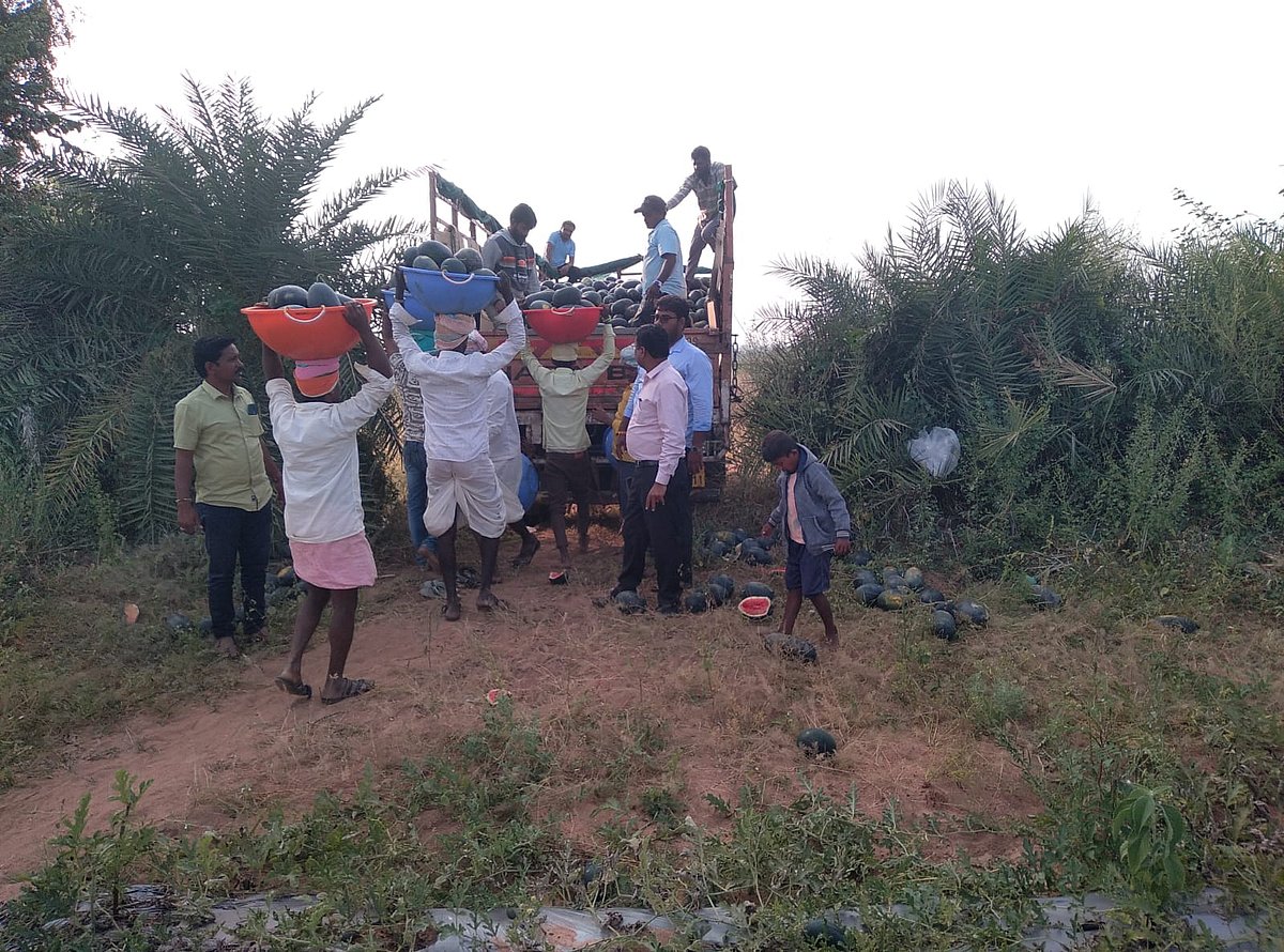 ಯಾದಗಿರಿ: ರೈತರ ಜೇಬು ತಂಪಾಗಿಸಿದ ಕಲ್ಲಂಗಡಿ