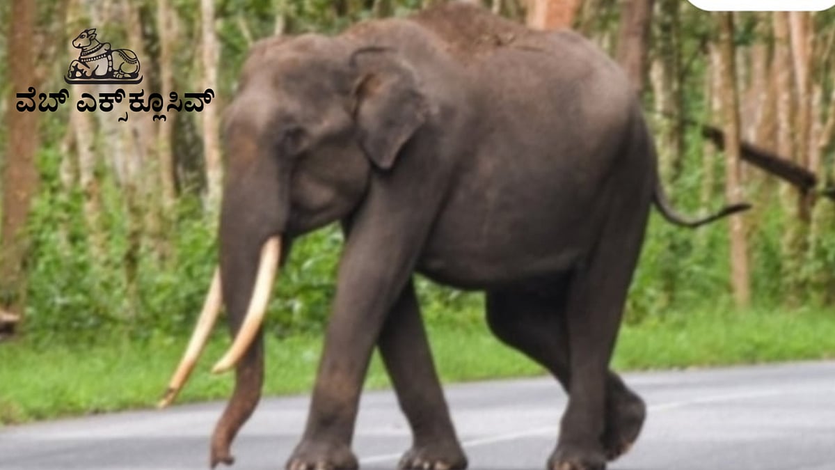 PV Web Exclusive: ಹಾಸನದತ್ತ ಅನ್ಯ ಜಿಲ್ಲೆಯ ದೈತ್ಯ ಕಾಡಾನೆಗಳು