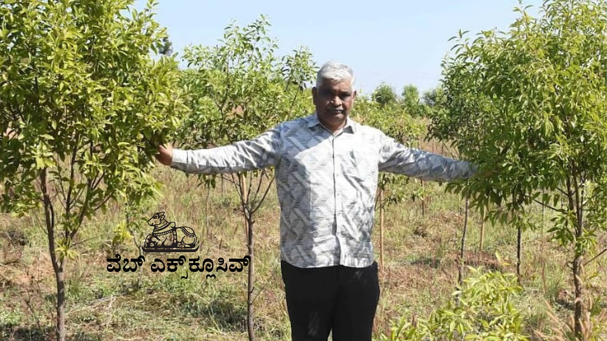 PV Web Exclusive: ಬೆಳವಲದ ನಾಡಲ್ಲಿ ಶ್ರೀಗಂಧ ಕೃಷಿ ಪ್ರಯೋಗ