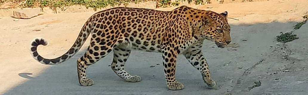 ಹರಿಹರದಲ್ಲಿ ಎಐ ಚಿರತೆ ಹಾವಳಿ? ಸಾರ್ವಜನಿಕರಲ್ಲಿ ಆತಂಕ