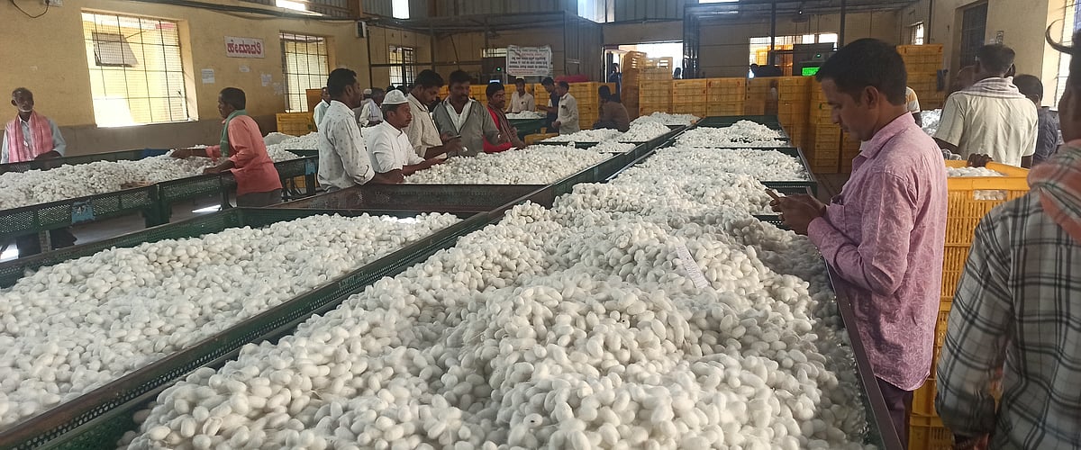 ಸಾವಿರ ಮುಟ್ಟಿದ ದ್ವಿತಳಿ ರೇಷ್ಮೆ ದರ; ರೇಷ್ಮೆ ಬೆಳೆಗಾರರ ಮೊಗದಲ್ಲಿ ಮಂದಹಾಸ