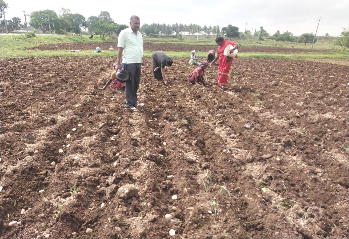 ಆಲೂಗಡ್ಡೆ ಬಿತ್ತನೆ ಮಾಡುತ್ತಿರುವ ರೈತರು.