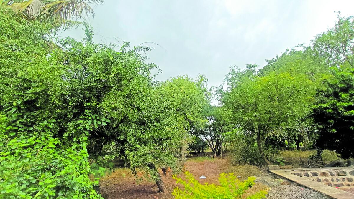 ಬಿಲ್ವ ವನದ ಒಳಗೆ