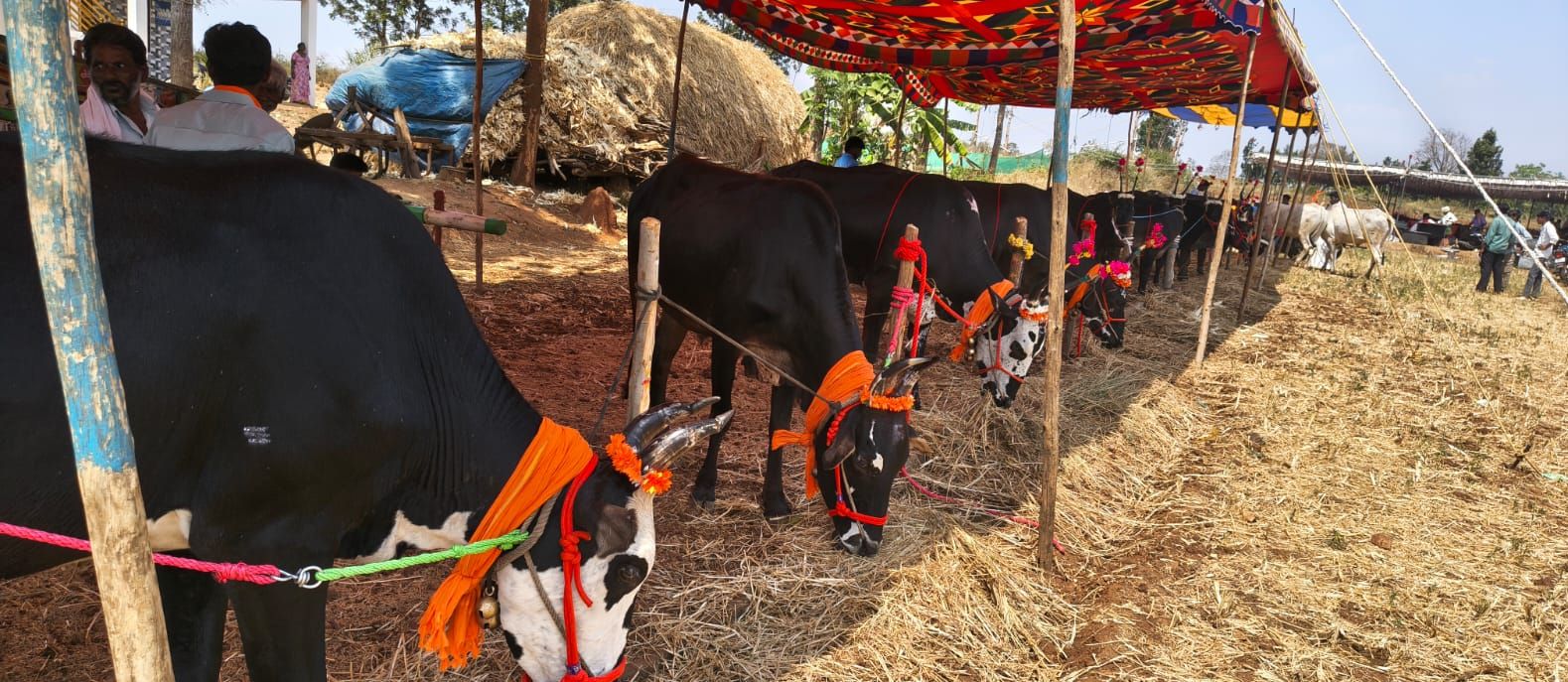 ಪಿರಿಯಾಪಟ್ಟಣ ತಾಲ್ಲೂಕಿನ ಜಿ.ಬಸವನಹಳ್ಳಿ ಸಮೀಪದ ಬೆಟ್ಟದ ಮೇಲಿರುವ ಗಂಗಾಧರ ಬಸವೇಶ್ವರ ಸ್ವಾಮಿ ಜಾತ್ರಾ ಮಹೋತ್ಸವದ ಅಂಗವಾಗಿ ಭಾನುವಾರ ಹಳ್ಳಿಕಾರ್ ಮತ್ತು ಇತರೆ ತಳಿಗಳ ರಾಸುಗಳ ಪ್ರದರ್ಶನ ನಡೆಯಿತು