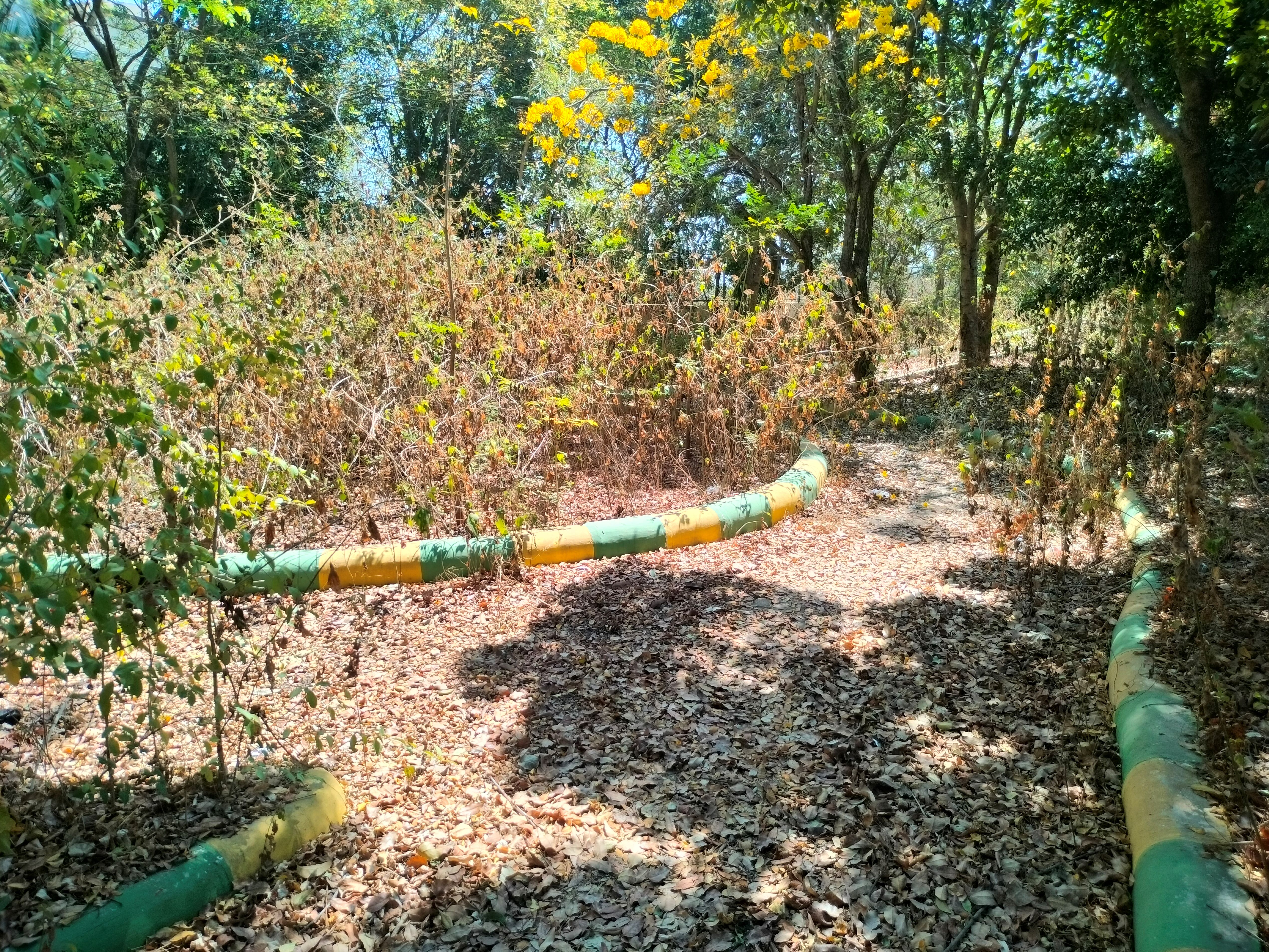 ದಾವಣಗೆರೆಯ ಜೆ.ಎಚ್. ಪಟೇಲ್ ಬಡಾವಣೆಯ ಉದ್ಯಾನದಲ್ಲಿ ಬೆಳೆದಿರುವ ‘ಜಂಗಲ್’