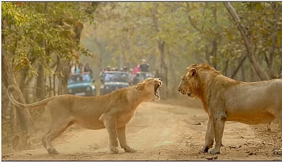 ವಿಡಿಯೊ: ಕಾಡಿನ ರಾಜ–ರಾಣಿಯ ಕಾಳಗ, ರೋಚಕ ಕದನದಲ್ಲಿ ಗೆದ್ದವರು ಯಾರು?