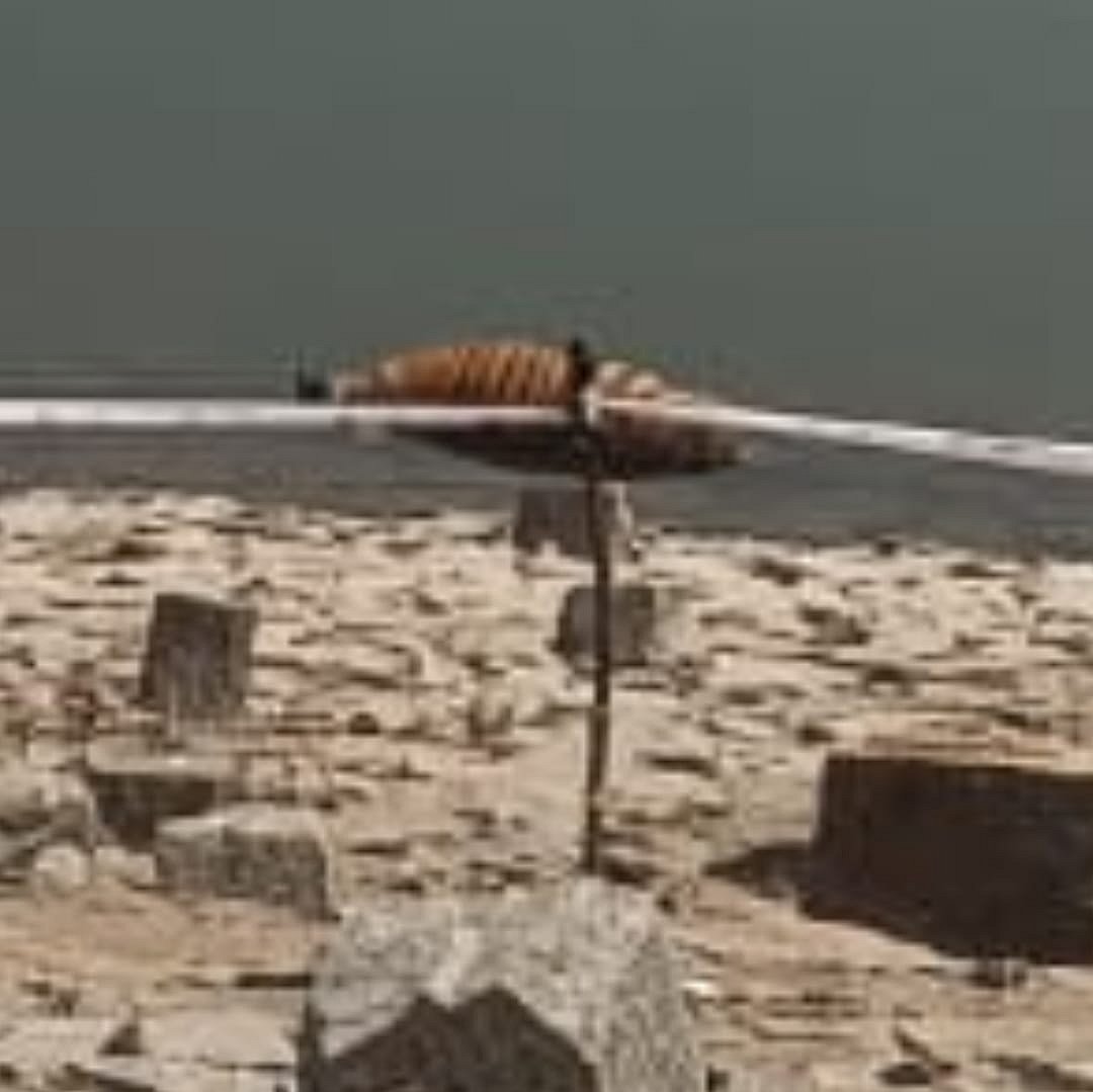 ಹನೂರು: 3 ವರ್ಷದ ಗಂಡು ಹುಲಿ ಕಳೆಬರ ಪತ್ತೆ