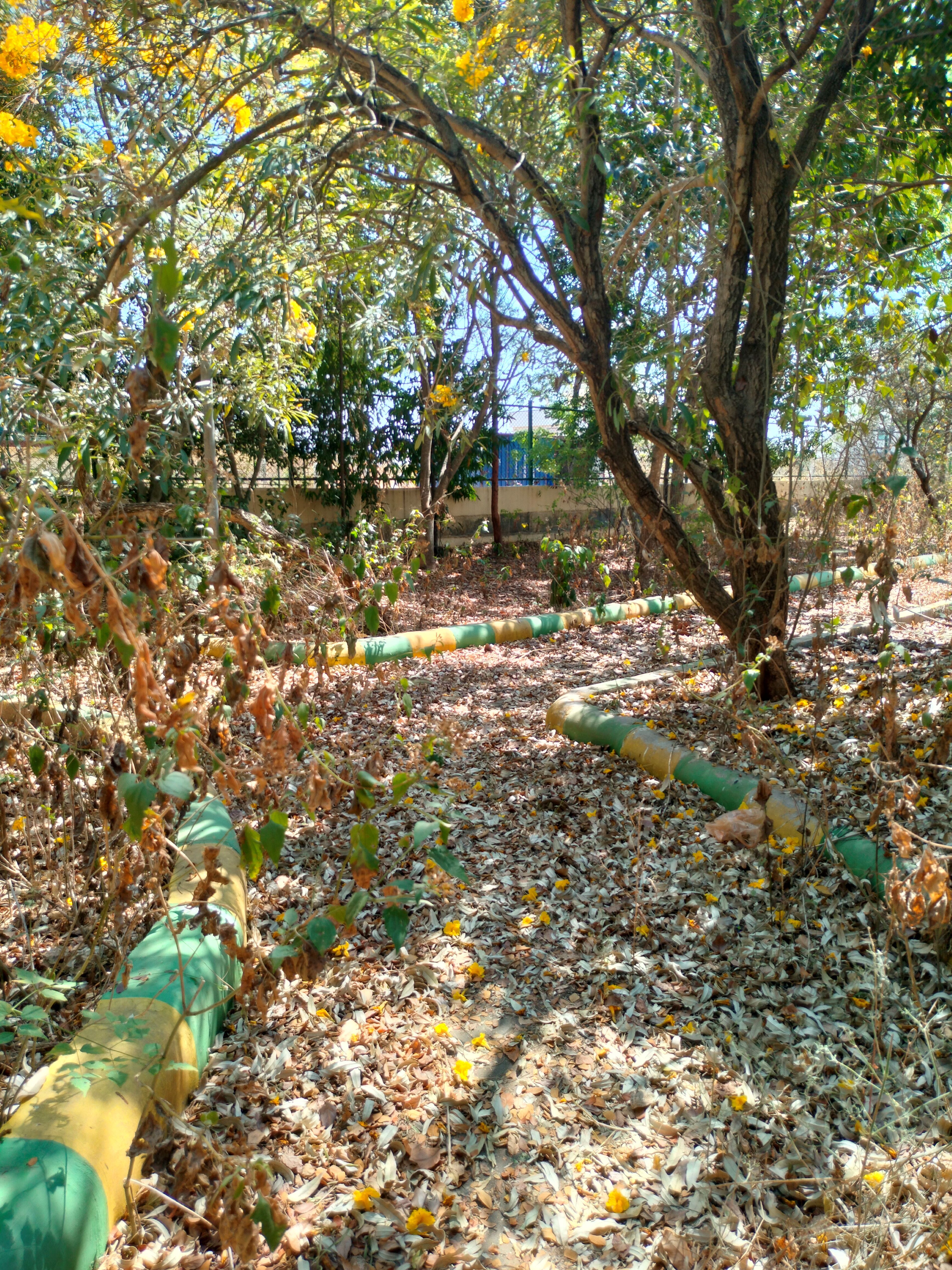 ದಾವಣಗೆರೆಯ ಜೆ.ಎಚ್. ಪಟೇಲ್ ಬಡಾವಣೆಯ ಉದ್ಯಾನದಲ್ಲಿ ಬೆಳೆದಿರುವ ‘ಜಂಗಲ್’