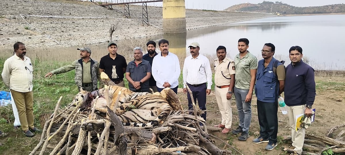 ಹನೂರು | ಉರುಳಿಗೆ ಹುಲಿ ಬಲಿ: ಕಳ್ಳಬೇಟೆ ಸಕ್ರಿಯ ?