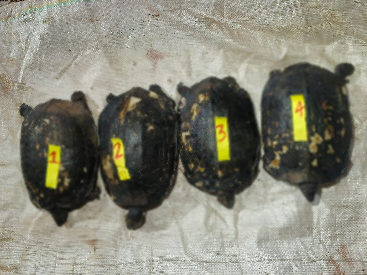 ಉಜಿರೆ | ಆಮೆಗಳ ಬೇಟೆ: ಆರೋಪಿಗಳ ಬಂಧನ