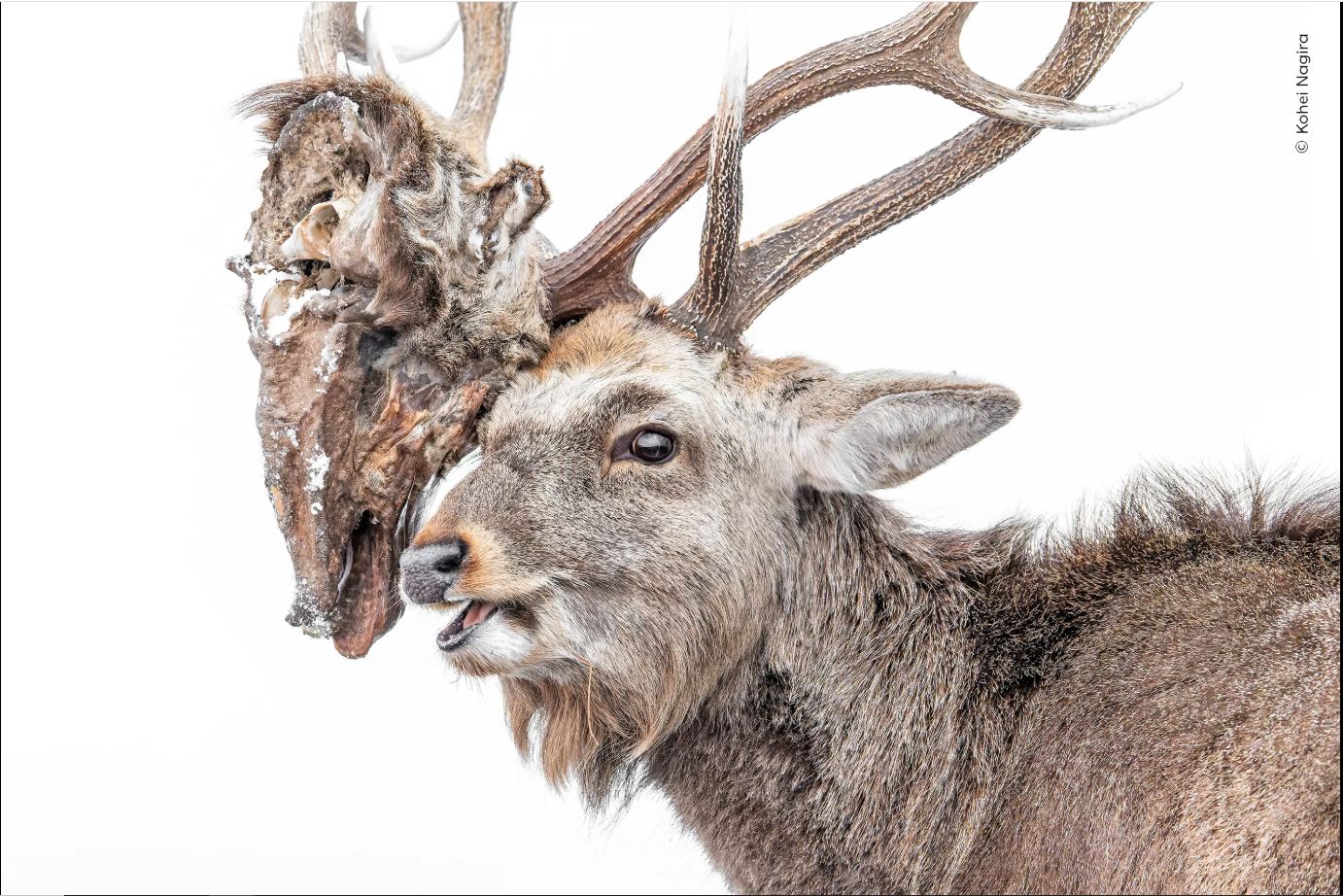 ಚಿತ್ರಕೃಪೆ: Kohei Nagira / Natural History Museum: Home - London