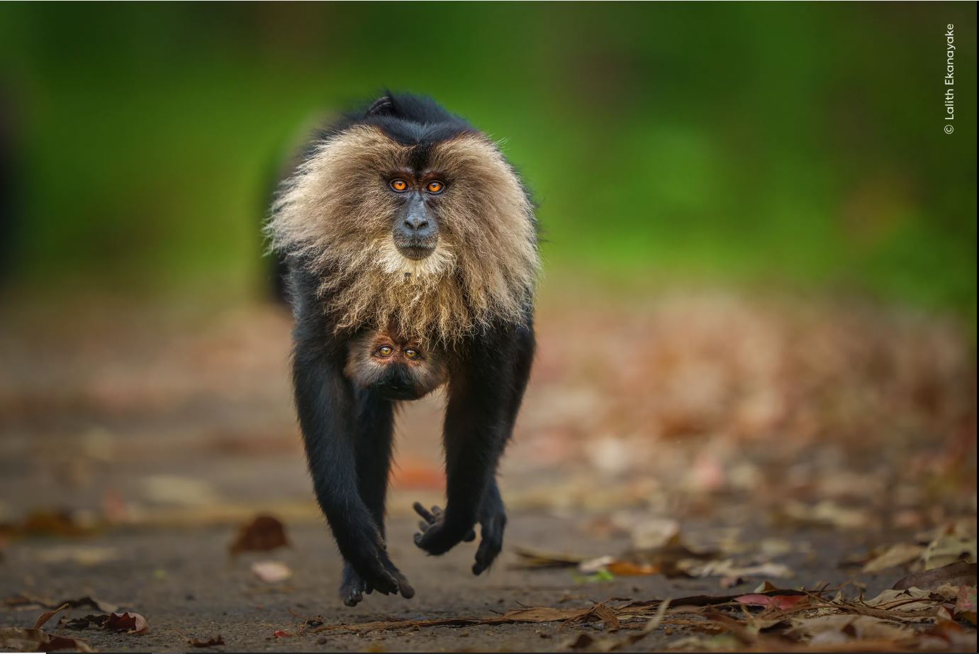 ಚಿತ್ರಕೃಪೆ: Lalith Ekanayake / Natural History Museum: Home - London