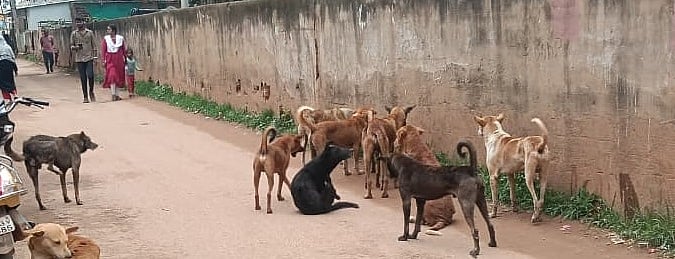 ವಿಜಯಪುರ | 44 ದಿನದಲ್ಲಿ 144 ಮಂದಿಗೆ ನಾಯಿ ಕಡಿತ