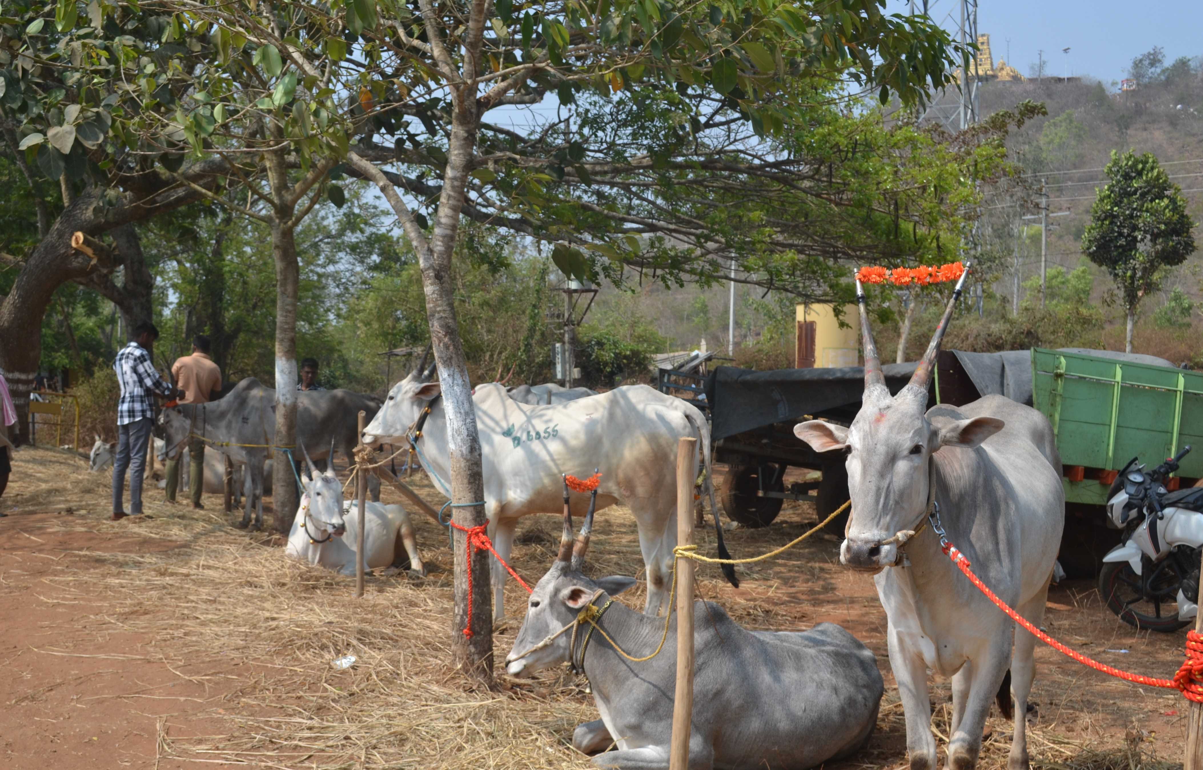 ರಾಮೇನಹಳ್ಳಿ ಓಂಕಾರೇಶ್ವರ ಸ್ವಾಮಿ ಜಾತ್ರೆಗೆ ಆಗಮಿಸಿದ್ದ ಹಳ್ಳಿಕಾರ್‌ ತಳಿ ಜಾನುವಾರು ಗಮನ ಸೆಳೆಯಿತು