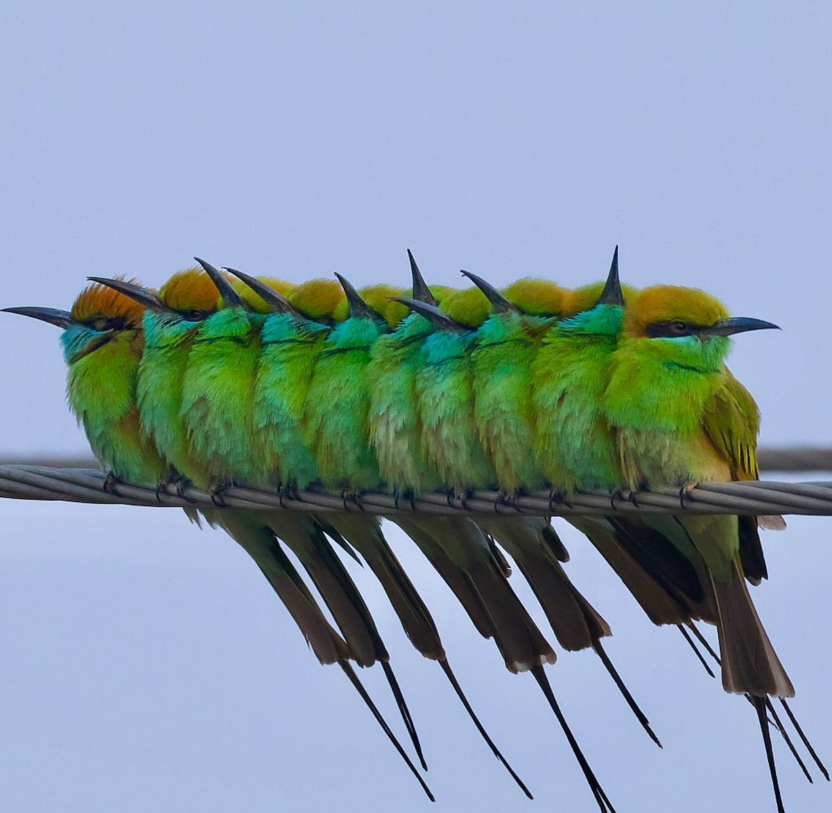 ಕಲಬುರಗಿ: 35 ಬಗೆಯ ಪಕ್ಷಿಗಳ ಗುರುತು