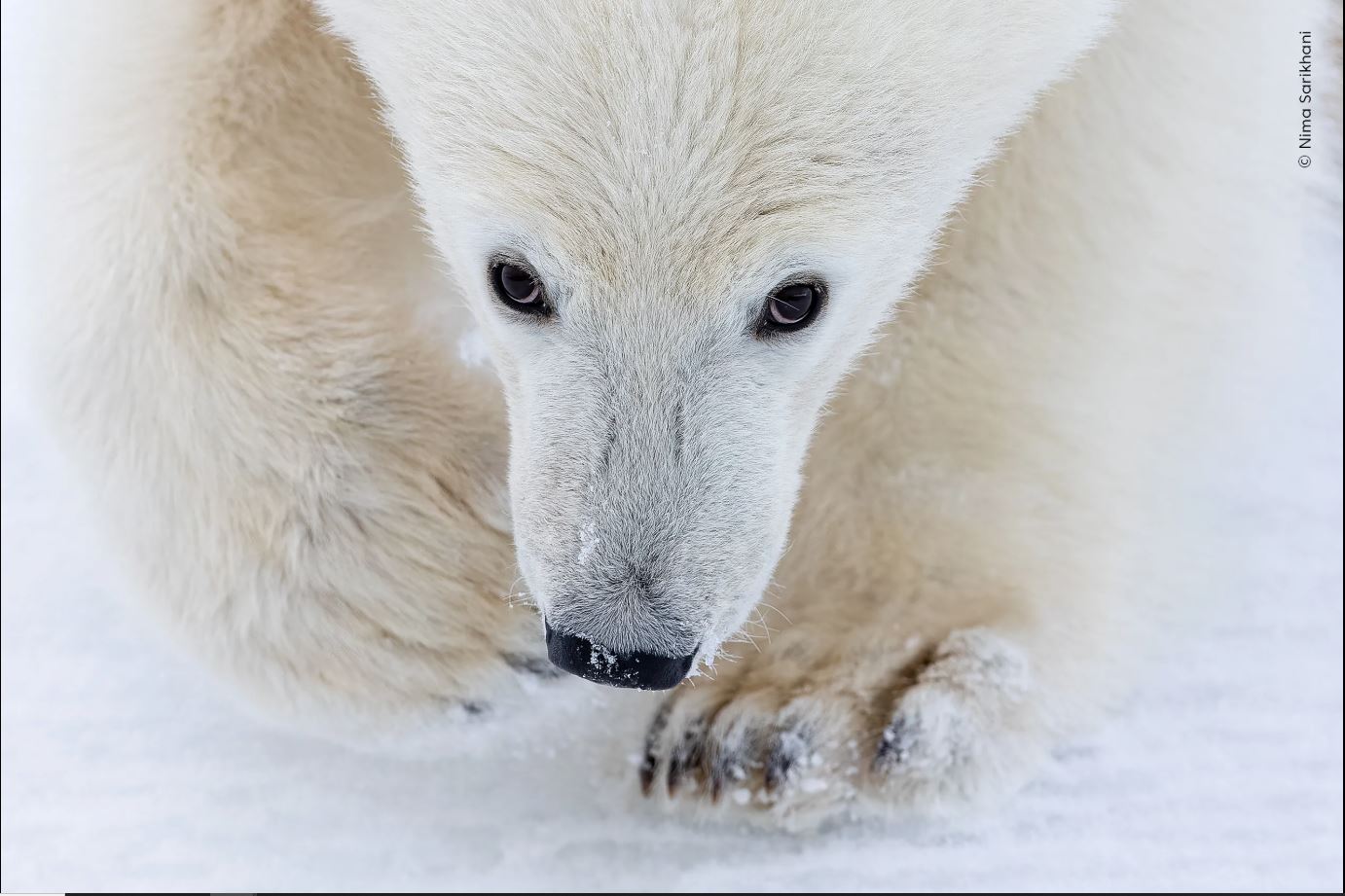ಚಿತ್ರಕೃಪೆ: Nima Sarikhani / Natural History Museum: Home - London