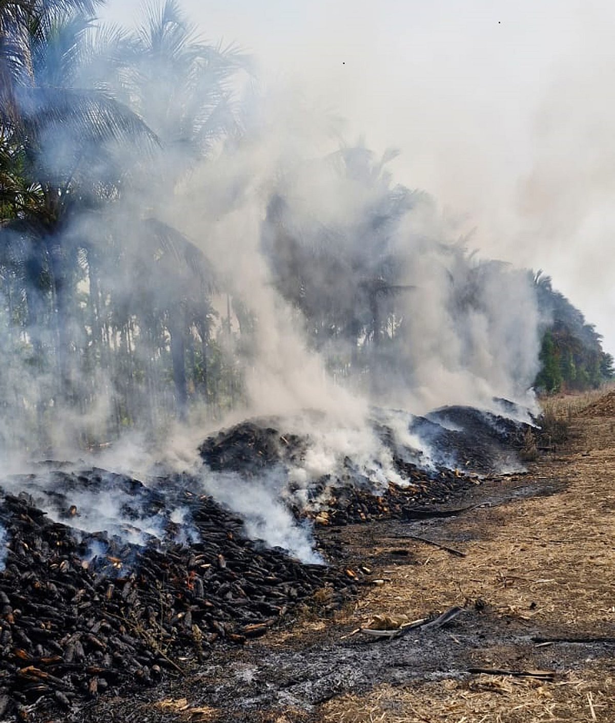 ಸಂತೇಬೆನ್ನೂರು | ಆಕಸ್ಮಿಕ ಬೆಂಕಿ; ಮೆಕ್ಕೆಜೋಳದ ತೆನೆ ರಾಶಿ ಭಸ್ಮ