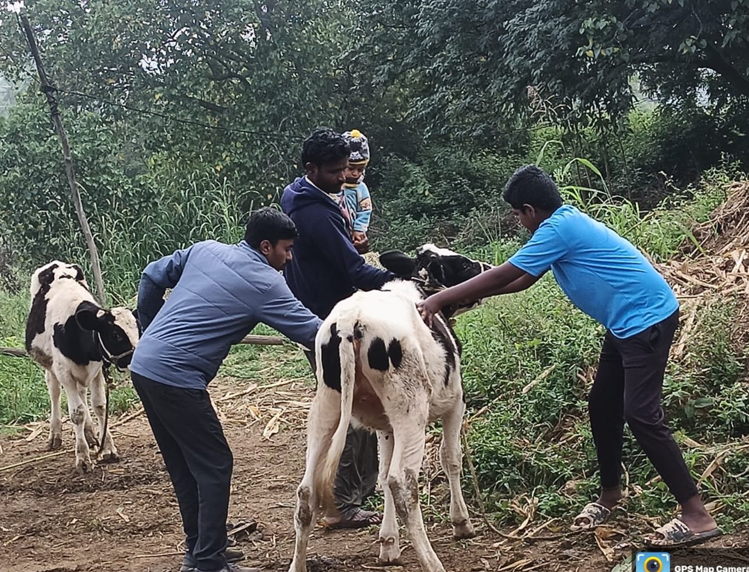 ಚಿಂತಾಮಣಿ ತಾಲ್ಲೂಕಿನ ಗುಟ್ಟಹಳ್ಳಿಯಲ್ಲಿ ಹಸುವಿಗೆ ರೋಗ ನಿರೋಧಕ ಲಸಿಕೆ ನೀಡುತ್ತಿರುವುದು.