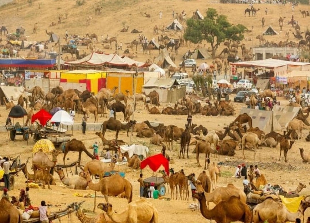 ಔರಾದ್ | ಅಮರೇಶ್ವರ ಜಾತ್ರೆ: ಇತಿಹಾಸದ ಪುಟ ಸೇರಿದ ಒಂಟೆ ವೈಭವ 