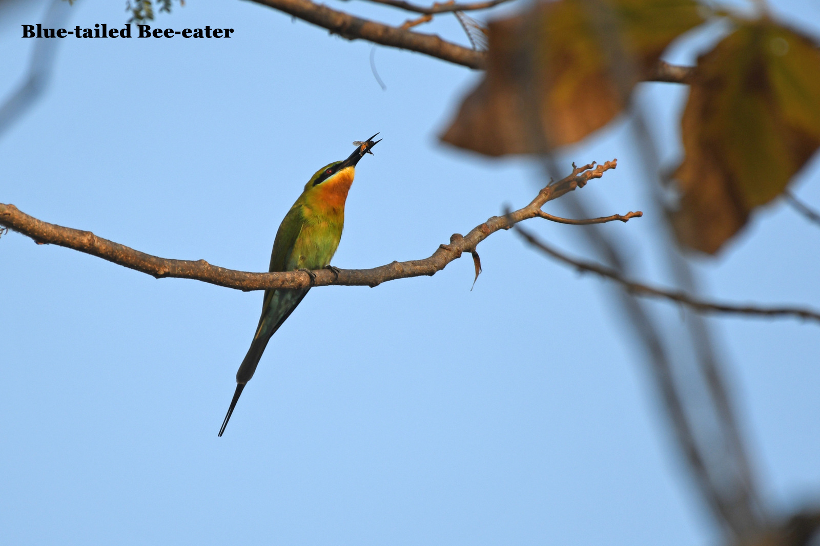 ಕಳ್ಳಿಪೀರ