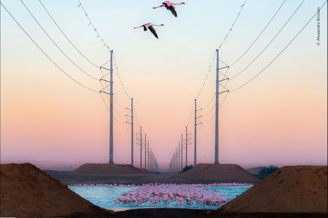 ಚಿತ್ರಕೃಪೆ: Alexandre Brisson / Natural History Museum: Home - London