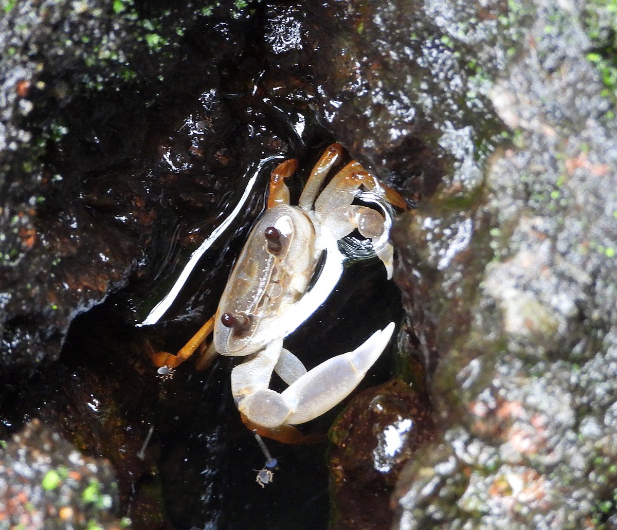 ಪಶ್ಚಿಮ ಘಟ್ಟದಲ್ಲಿ ಹೊಸ ಪ್ರಭೇದದ ಏಡಿ ಪತ್ತೆ
