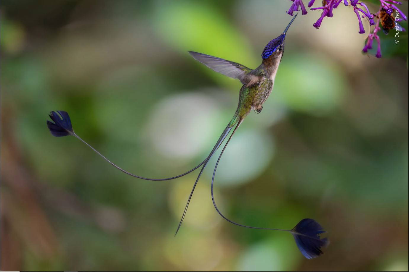 ಚಿತ್ರಕೃಪೆ: Dustin Chen / Natural History Museum: Home - London