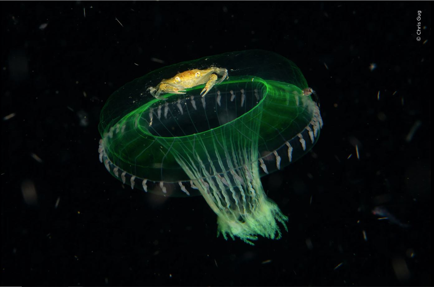 ಚಿತ್ರಕೃಪೆ: Chris Gug / Natural History Museum: Home - London