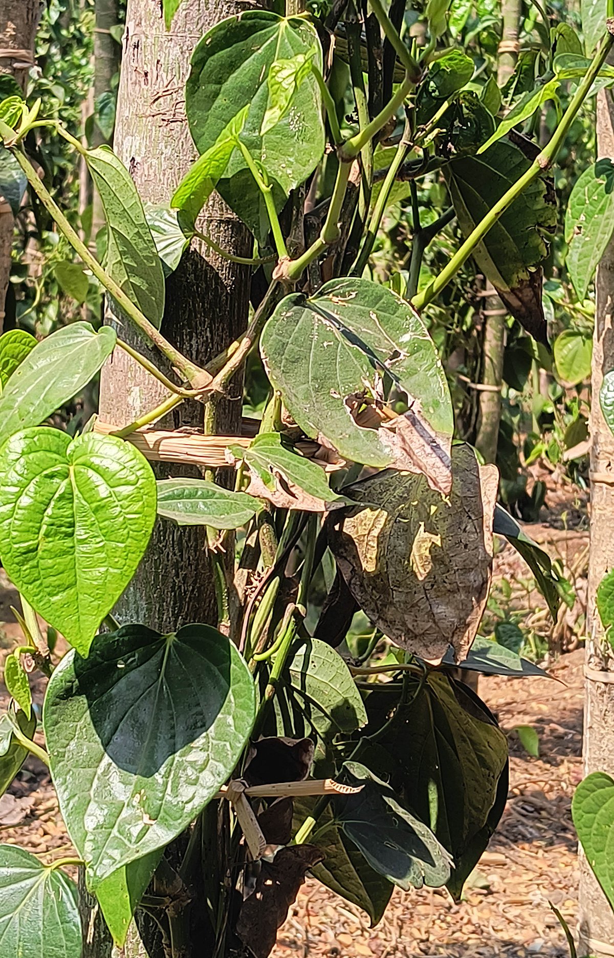 ಸವಣೂರ | ವೀಳ್ಯೆದೆಲೆ ರೋಗ: ಸಂಕಷ್ಟದಲ್ಲಿ ರೈತ