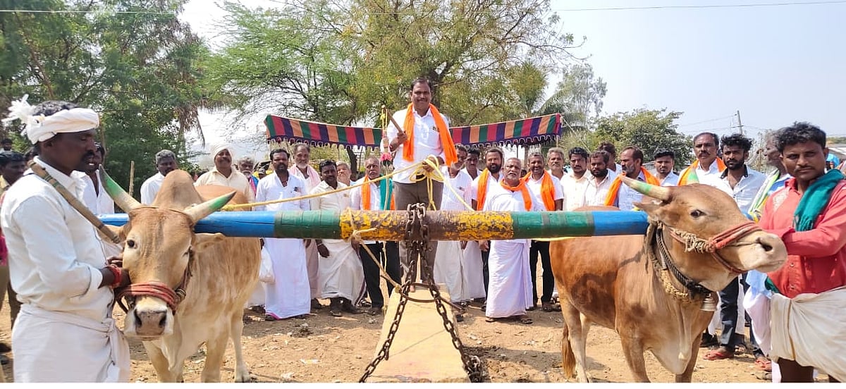 ದೇವದುರ್ಗ: ಟನ್ ಭಾರದ ಕಲ್ಲು ಎಳೆದ ಎತ್ತುಗಳು