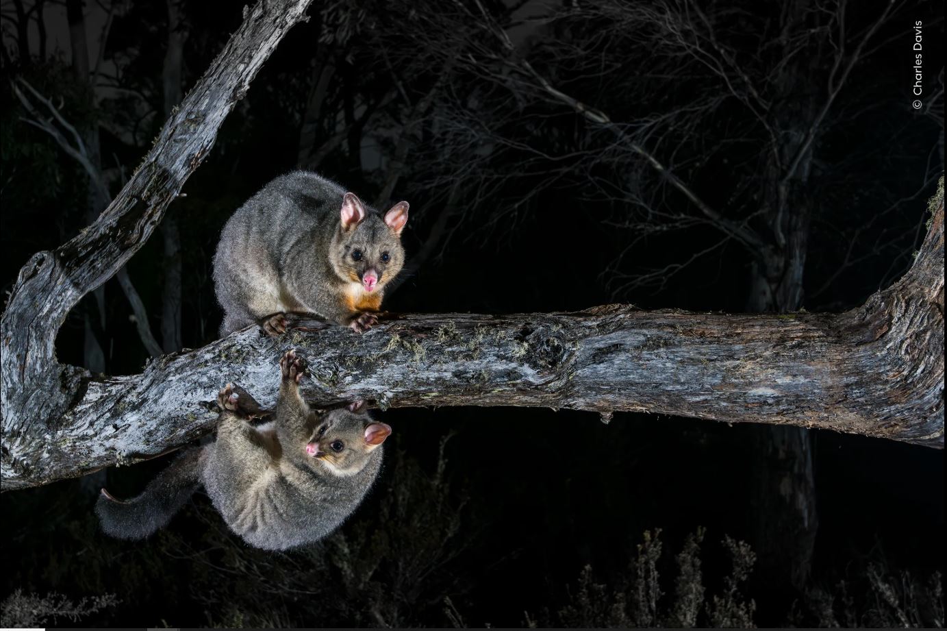 ಚಿತ್ರಕೃಪೆ: Charles Davis / Natural History Museum: Home - London