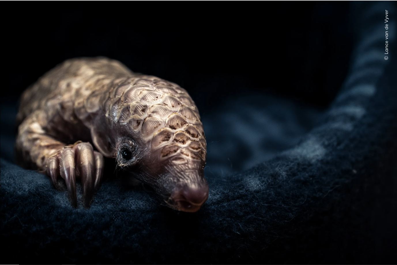 ಚಿತ್ರಕೃಪೆ: Lance van de Vyver / Natural History Museum: Home - London