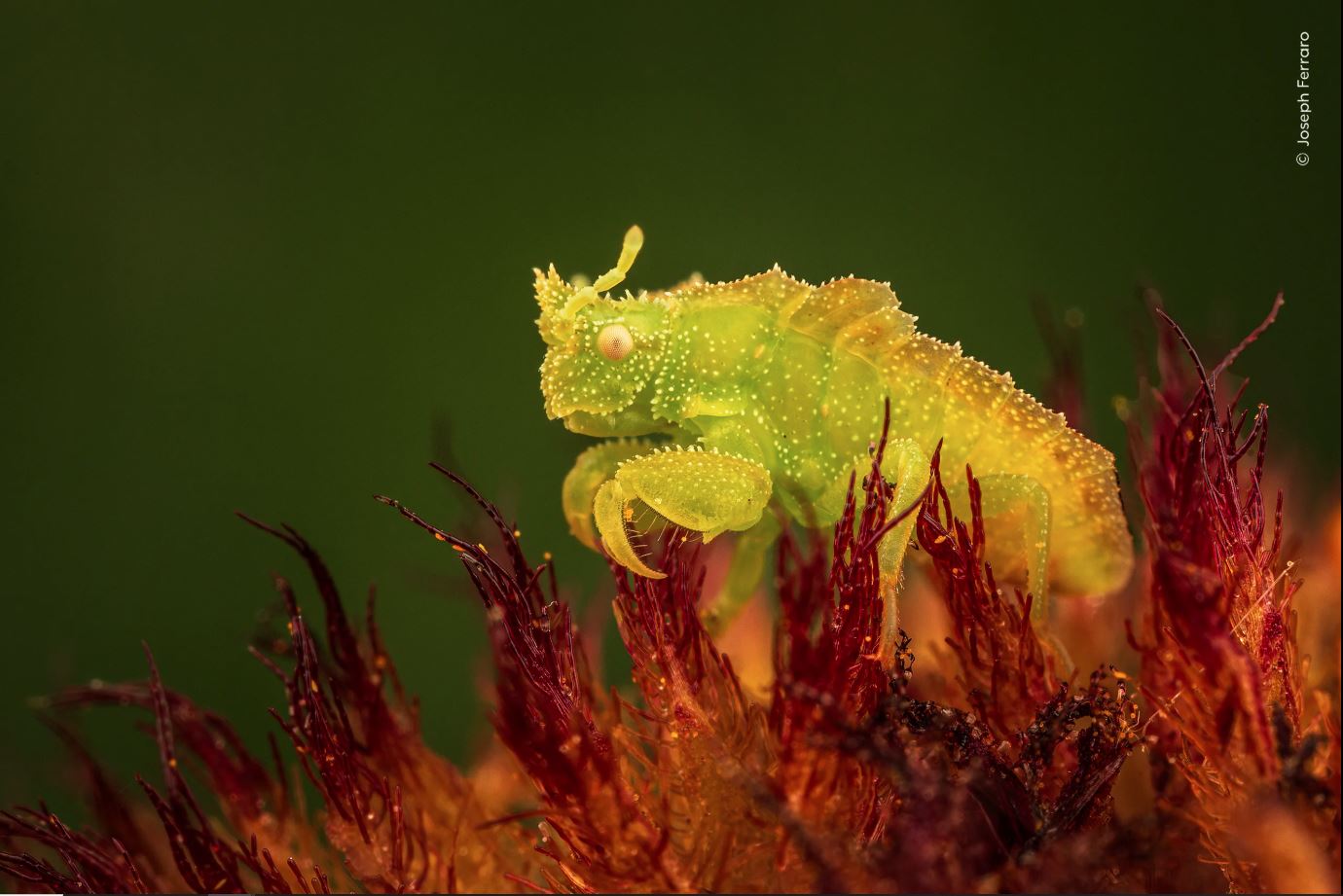 ಚಿತ್ರಕೃಪೆ: Joseph Ferraro / Natural History Museum: Home - London