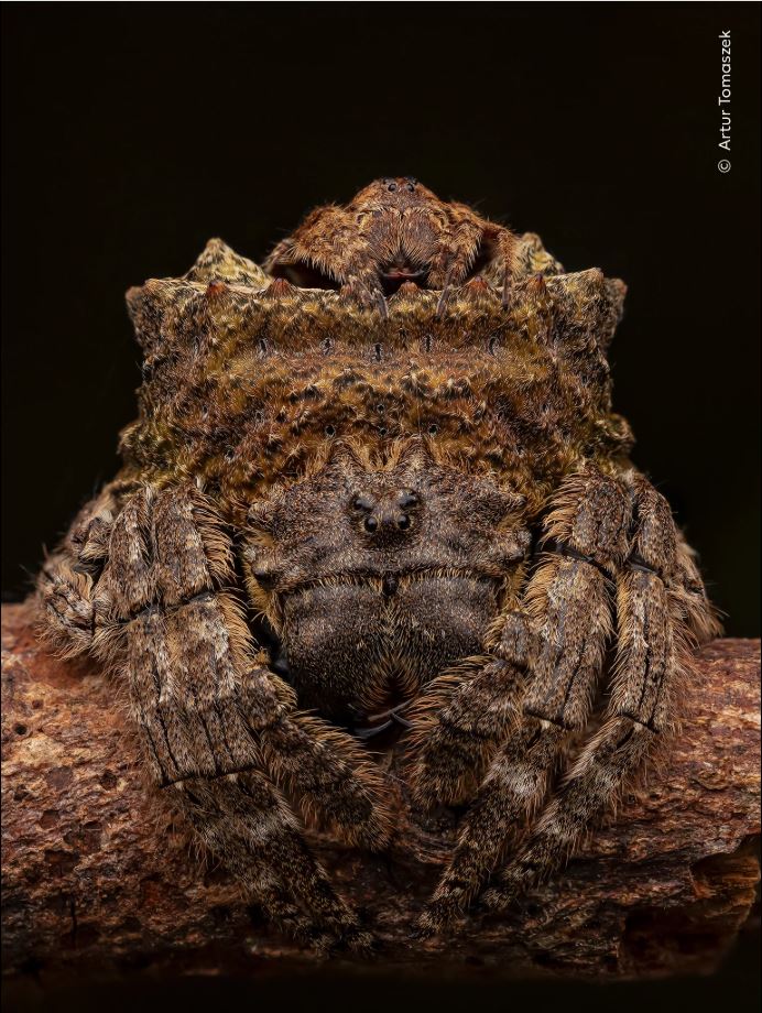 ಚಿತ್ರಕೃಪೆ: Artur Tomaszek / Natural History Museum: Home - London