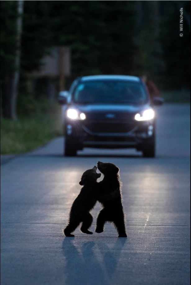 ಚಿತ್ರಕೃಪೆ: Will Nicholls / Natural History Museum: Home - London