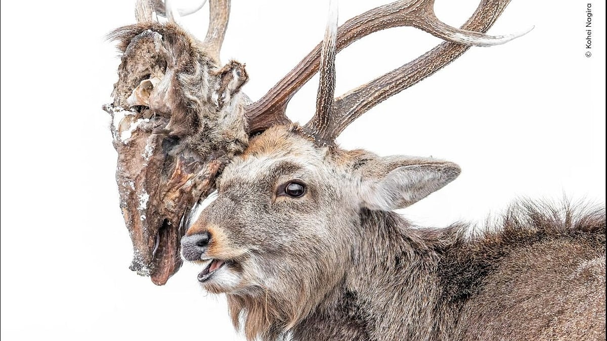 ಬ್ರಹ್ಮ ಕಪಾಲದಿಂದ ನೊಂದ ಈಶ್ವರನಂತಾದ ಜಿಂಕೆ: ಪರಿಸರಪ್ರಿಯರ ನಿದ್ದೆಗೆಡಿಸಿದ ಚಿತ್ರ