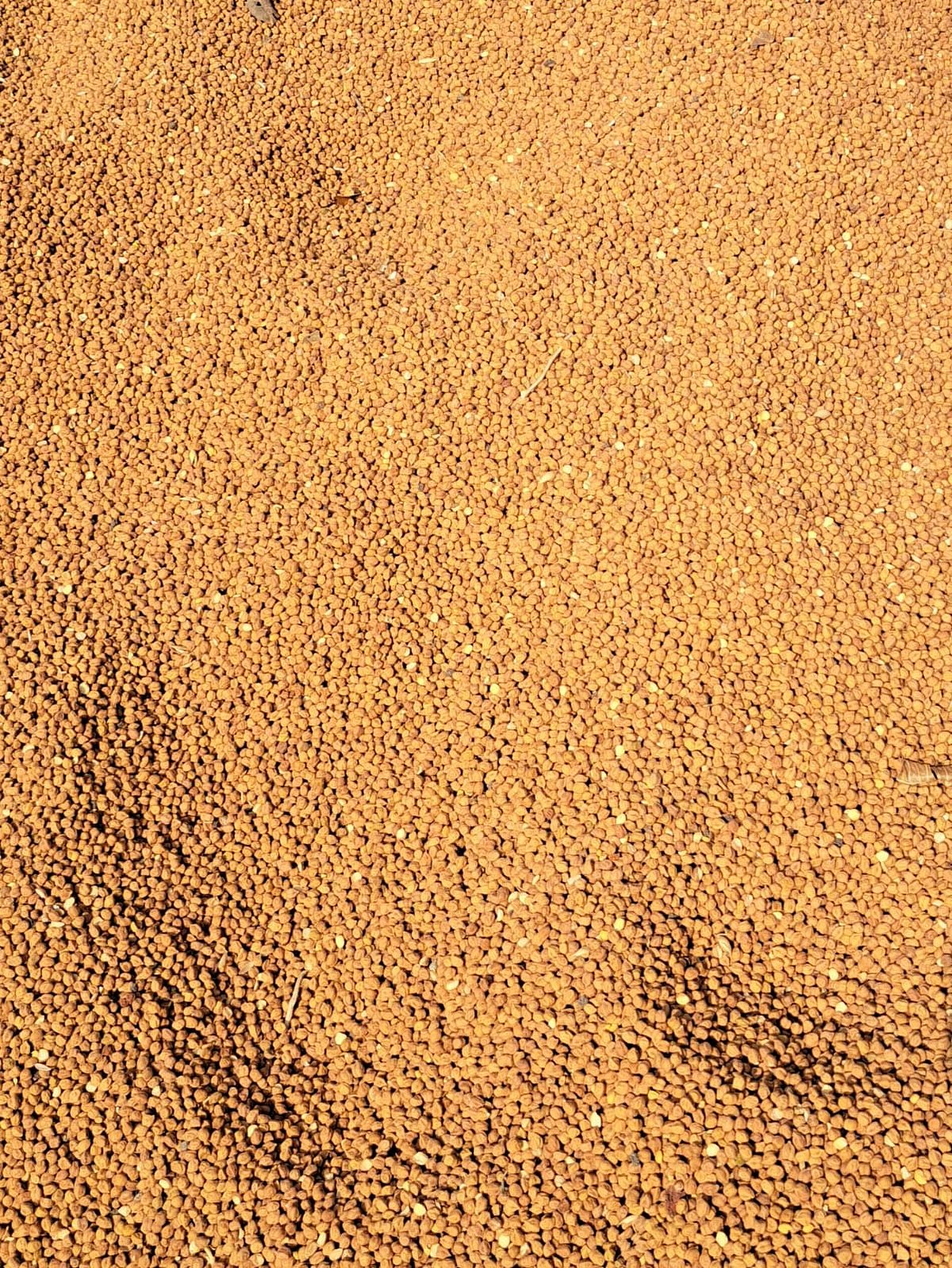 ಕಡಲೆ ದರ ಕುಸಿತ: ಕೋಟೆ ನಾಡಿನ ರೈತರಿಗೆ ಸಂಕಷ್ಟ