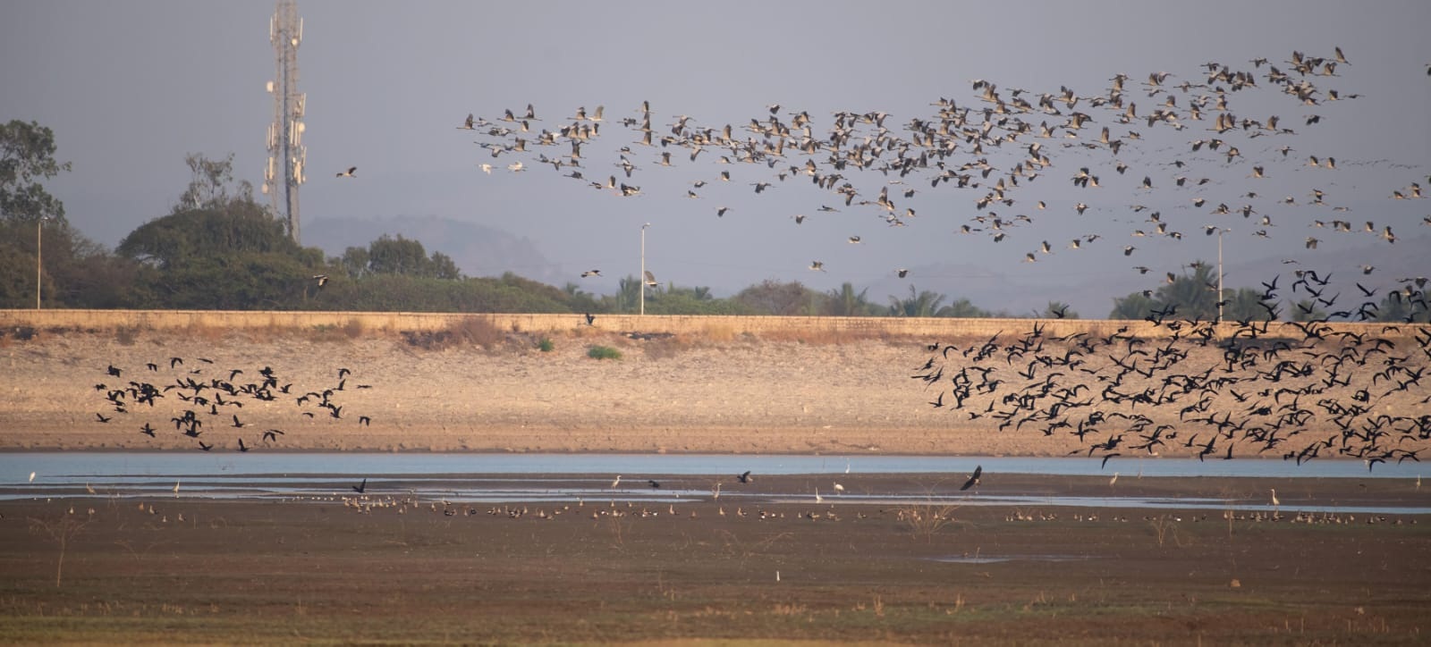 ಹಗರಿಬೊಮ್ಮನಹಳ್ಳಿ ತಾಲ್ಲೂಕಿನ ಮಾಲವಿ ಜಲಾಶಯದ ಪ್ರದೇಶದಲ್ಲಿ ಬೀಡು ಬಿಟ್ಟಿರುವ ಕ್ರೌಂಚ ಪಕ್ಷಿಗಳ ಹಿಂಡು