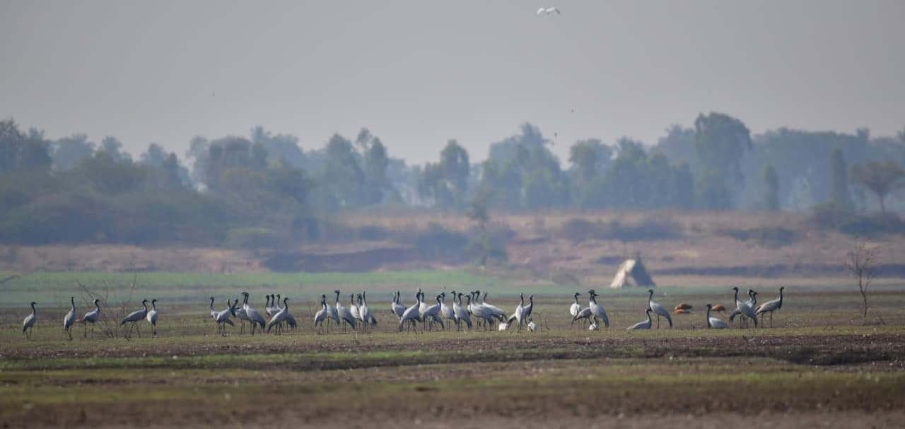 ಹಗರಿಬೊಮ್ಮನಹಳ್ಳಿ ತಾಲ್ಲೂಕಿನ ಮಾಲವಿ ಜಲಾಶಯದ ಪ್ರದೇಶದಲ್ಲಿ ಬೀಡು ಬಿಟ್ಟಿರುವ ಕ್ರೌಂಚ ಪಕ್ಷಿಗಳ ಹಿಂಡು