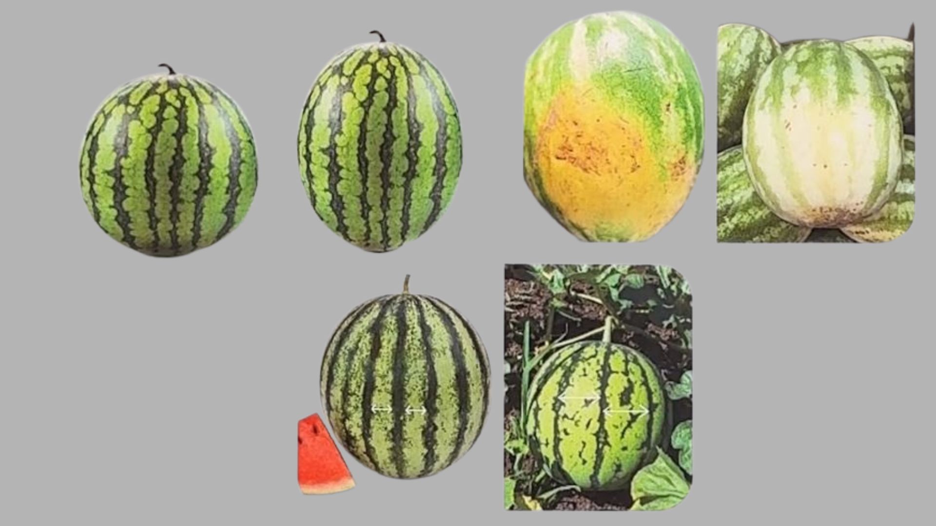 ಕಲ್ಲಂಗಡಿ ಆಯ್ಕೆ