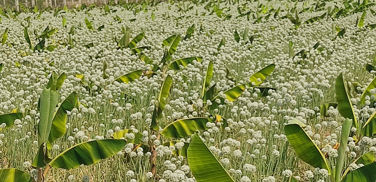 ಅತಿಯಾದ ಖರ್ಚು, ಕೀಟಬಾಧೆ: ಕುಸಿದ ಸಾಂಬಾರ ಈರುಳ್ಳಿ ಸಾಗುವಳಿ ಪ್ರದೇಶ