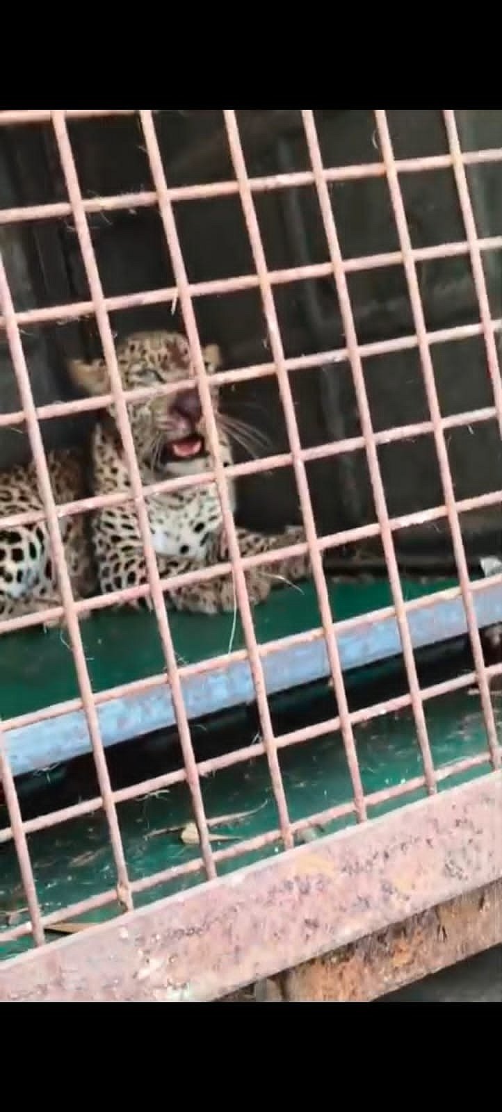 ಮದ್ದೂರು: ಚಿಕ್ಕದೊಡ್ಡಿಯಲ್ಲಿ ಬೋನಿಗೆ ಬಿದ್ದ ಚಿರತೆ 