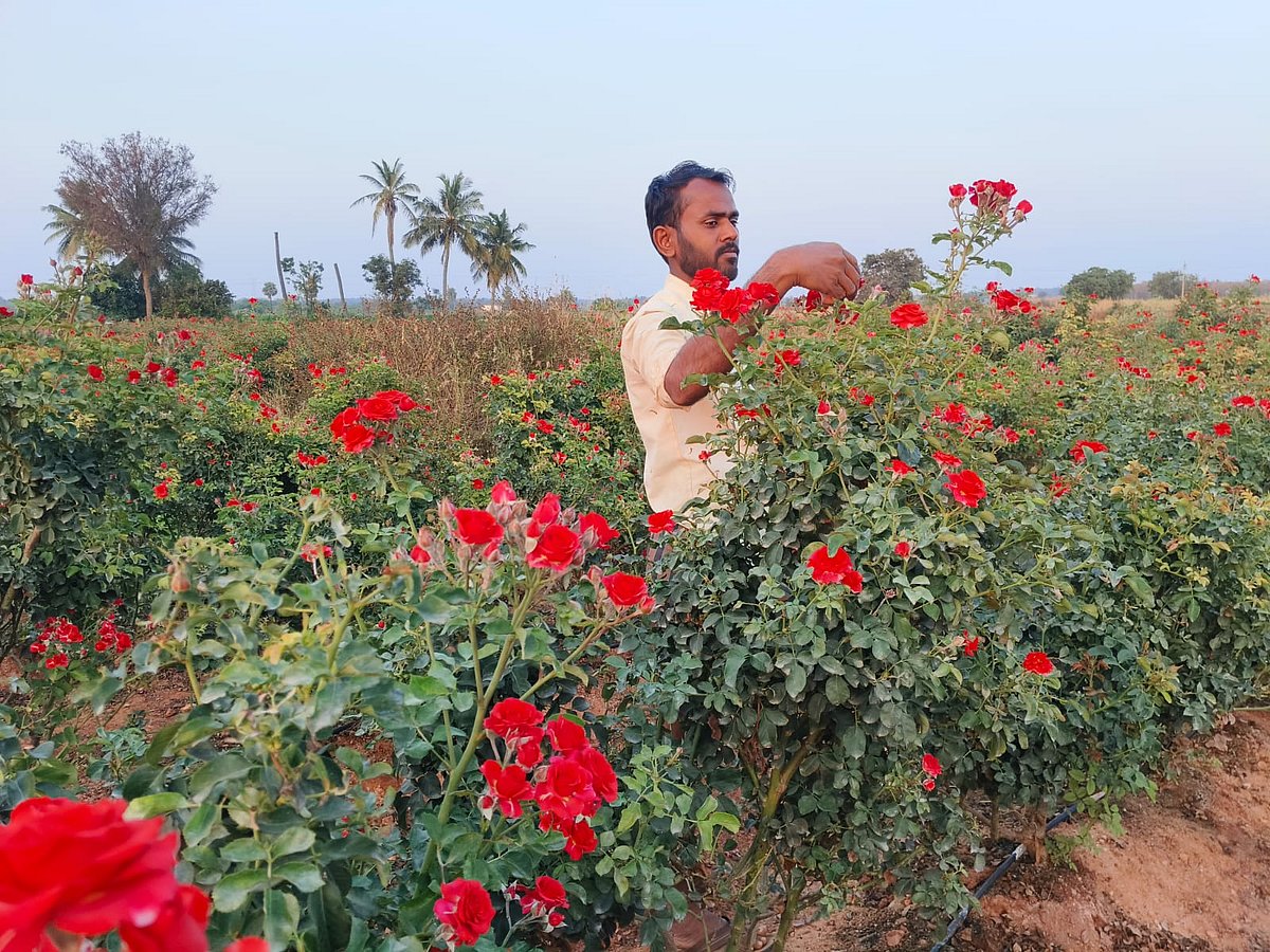 ಚಳ್ಳಕೆರೆ: ಹೂ ಬೆಳೆದು ಆದಾಯ ಹೆಚ್ಚಿಸಿಕೊಂಡ ಅತಿಥಿ ಉಪನ್ಯಾಸಕ