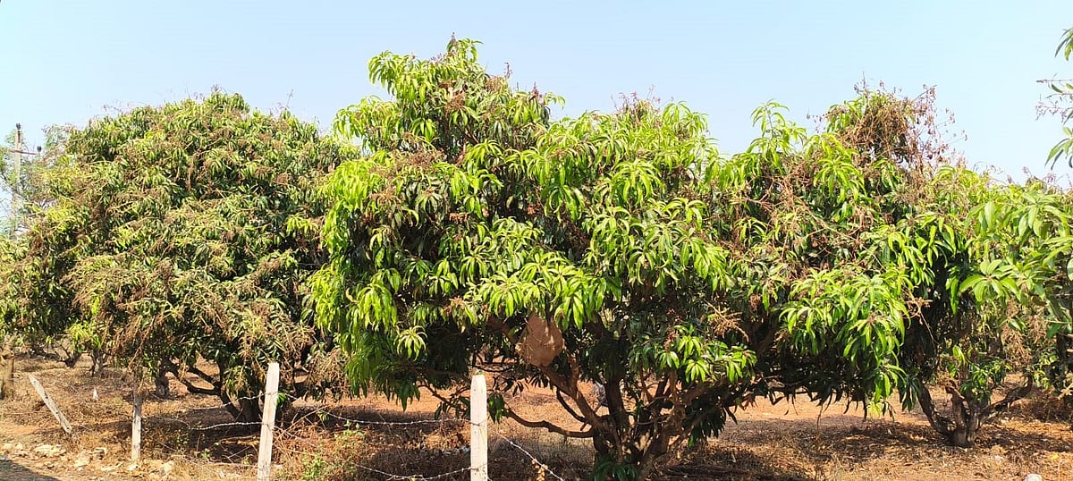 ಧಾರವಾಡ | ಮಾವಿನ ಬೆಳೆಗೆ ಜಿಗಿ ರೋಗ ಬಾಧೆ